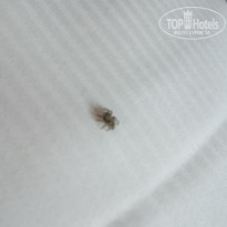 фото из отзыва ID 1396821