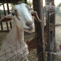 фото из отзыва ID 1396875