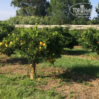 фото из отзыва ID 1396875