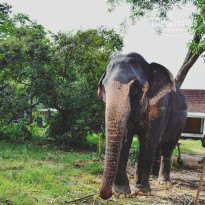 фото из отзыва ID 1397318