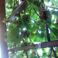 фото из отзыва ID 1397303