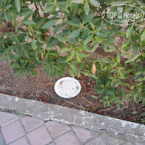 фото из отзыва ID 1397771