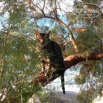 фото из отзыва ID 1397815