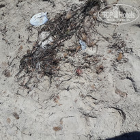 фото из отзыва ID 1398291