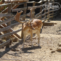 фото из отзыва ID 1398477