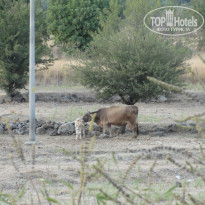 фото из отзыва ID 1399032