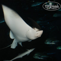 фото из отзыва ID 1399132