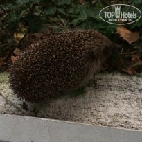 фото из отзыва ID 1399202