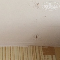 фото из отзыва ID 1399202