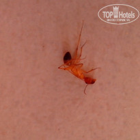 фото из отзыва ID 1399345