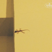 фото из отзыва ID 1393109