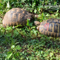 фото из отзыва ID 1393686