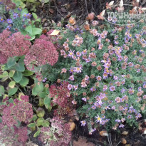 фото из отзыва ID 1392420