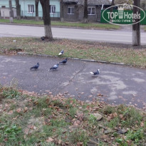 фото из отзыва ID 1392420