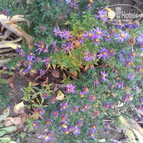 фото из отзыва ID 1392420