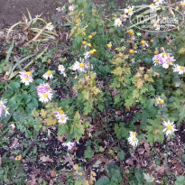 фото из отзыва ID 1392420