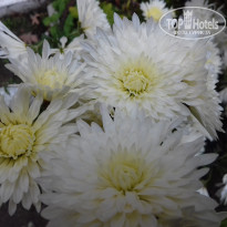 фото из отзыва ID 1392420