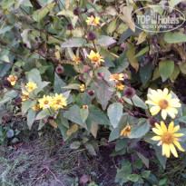 фото из отзыва ID 1392420