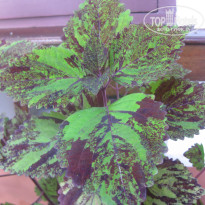 фото из отзыва ID 1400099