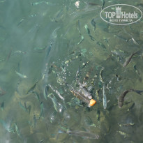 фото из отзыва ID 1400339