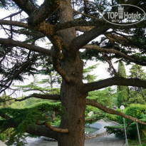 фото из отзыва ID 1400187