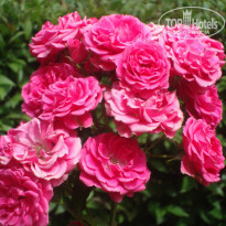 фото из отзыва ID 1400962