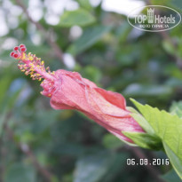 фото из отзыва ID 1402011