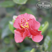 фото из отзыва ID 1402011