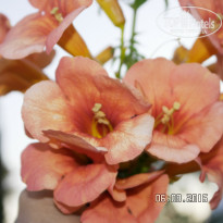 фото из отзыва ID 1402011