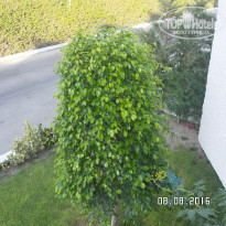 фото из отзыва ID 1402011