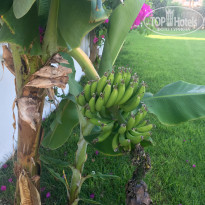 фото из отзыва ID 1402183