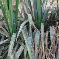 фото из отзыва ID 1402542