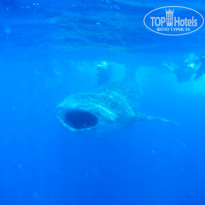 фото из отзыва ID 1402616