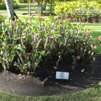 фото из отзыва ID 1402665