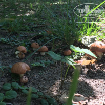 фото из отзыва ID 1402738