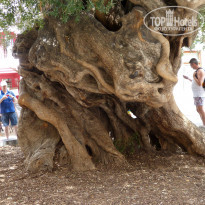 фото из отзыва ID 1402742