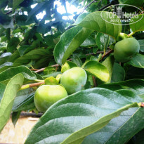 фото из отзыва ID 1403742