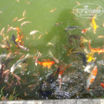 фото из отзыва ID 1405157