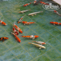 фото из отзыва ID 1405227