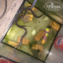 фото из отзыва ID 1405236