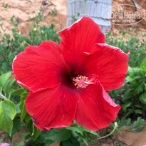 фото из отзыва ID 1405236