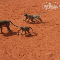 фото из отзыва ID 1405539