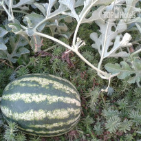 фото из отзыва ID 1406037