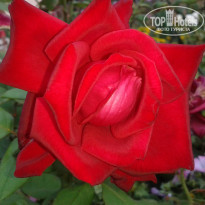 фото из отзыва ID 1406037