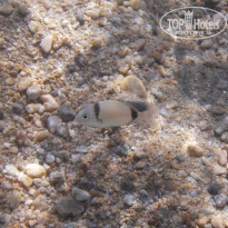 фото из отзыва ID 1406083