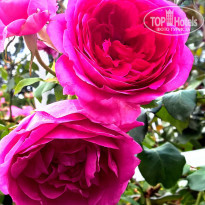 фото из отзыва ID 1406106