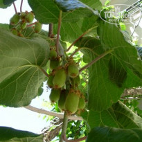 фото из отзыва ID 1407125