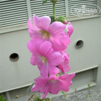 фото из отзыва ID 1407125