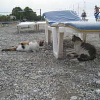 фото из отзыва ID 1407244