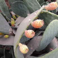 фото из отзыва ID 1407591